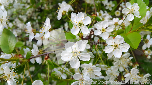 Image of Beautiful branch of spring blooming cherry tree