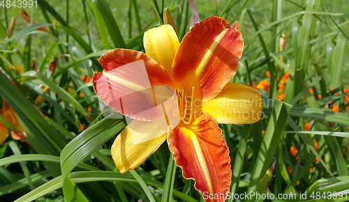 Image of Beautiful bright lilies