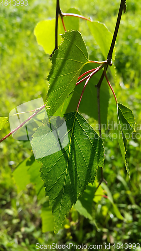 Image of Beautiful branch of a spring birch tree