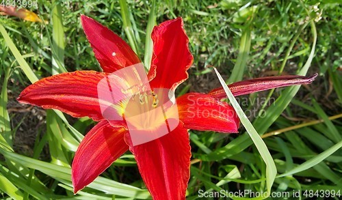 Image of Beautiful bright lilies on a sunny day