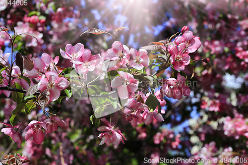Image of Branch of spring apple tree with beautiful bright pink flowers