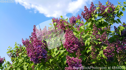 Image of Beautiful flowering spring branches of bright lilac