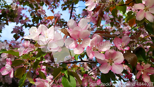 Image of Branches of apple tree with beautiful pink flowers