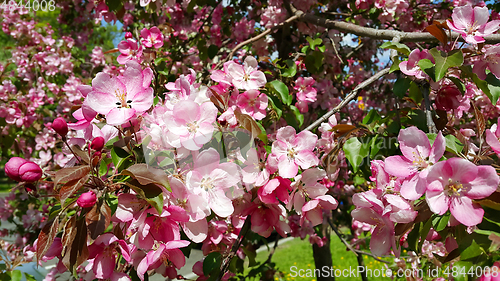 Image of Branches of spring apple tree with beautiful pink flowers