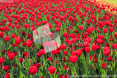 Image of Beautiful red tulips nature background