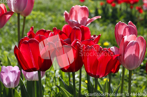 Image of Beautiful bright red and pink spring tulips glowing in sunlight