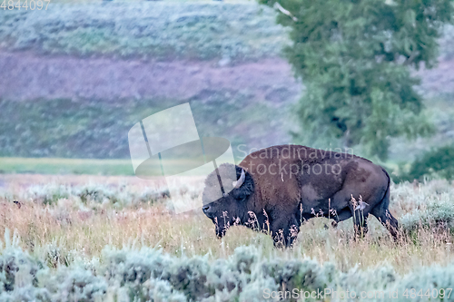 Image of Bison grazing in Yellowstone National Park, WY, USA