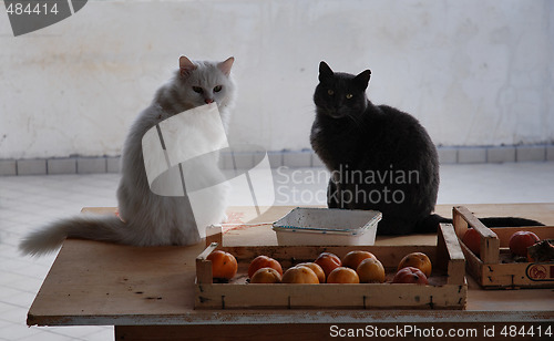 Image of black and white cats