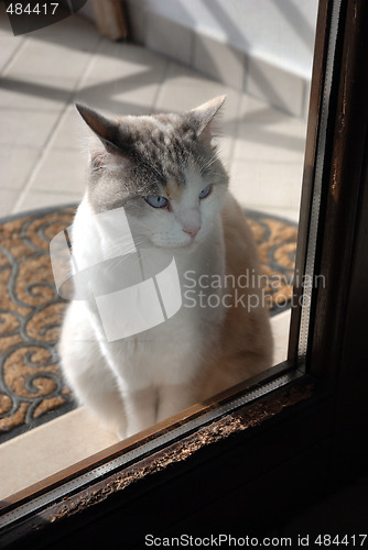 Image of cat at the window