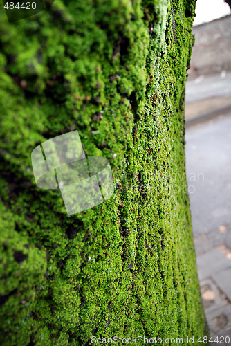 Image of musk on tree