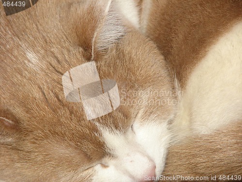 Image of red and white cat sleeping