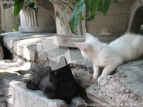 Image of white and black cats