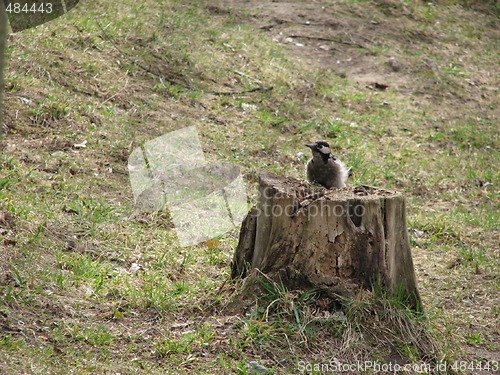 Image of woodpecker on the old stump