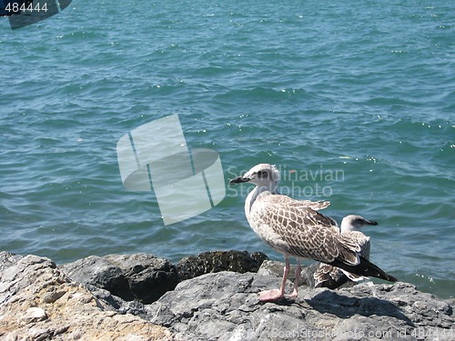 Image of two seagulls on seashore stones 