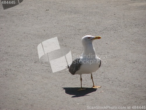 Image of seagull on asphalt near the shore of sea