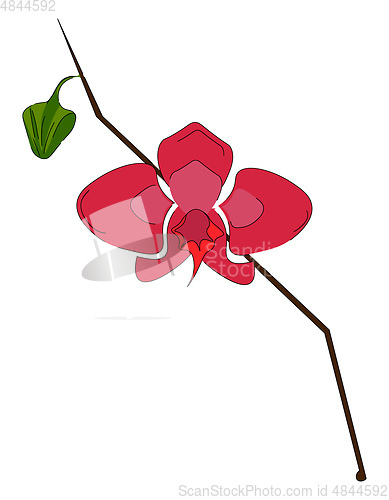 Image of Pink Orchid vector or color illustration