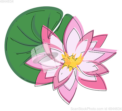 Image of A beautiful pink water lily vector or color illustration