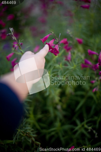 Image of touching a flower