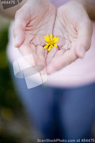 Image of Flower in Hands