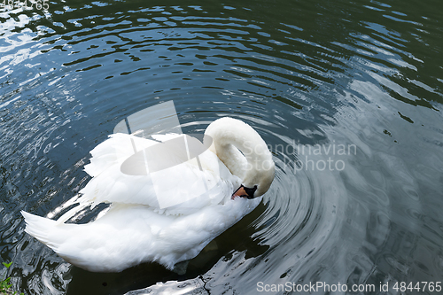 Image of White swan