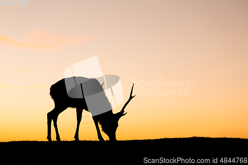 Image of Deer buck in mountain at evening