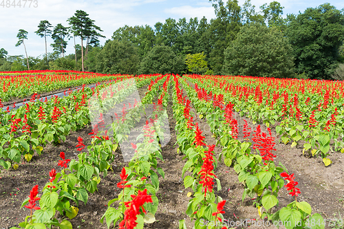 Image of Salvia farm