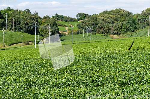 Image of Fresh Green Tea garden