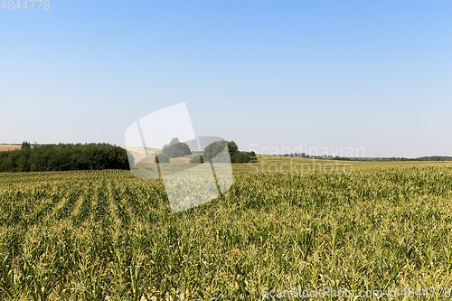 Image of green field of corn