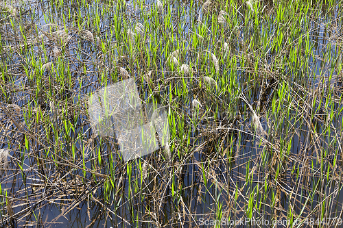 Image of grass in the swamp