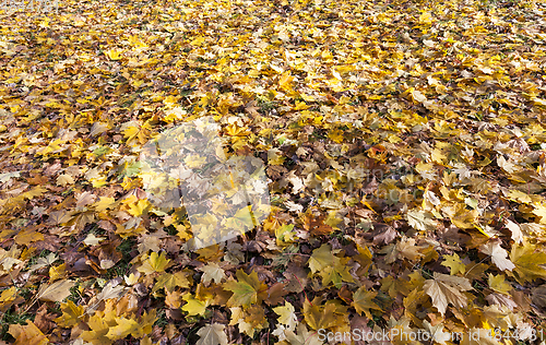 Image of fallen autumn leaves