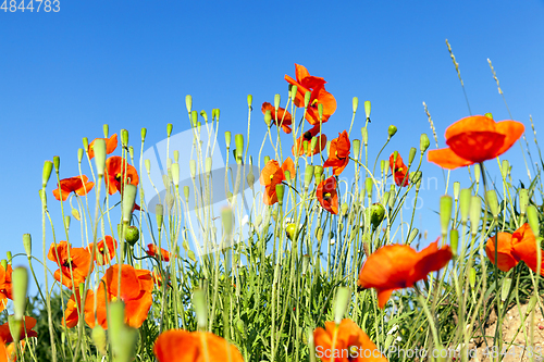 Image of Red poppies flowers