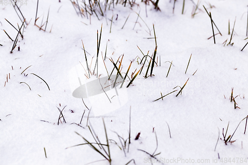 Image of grass is green