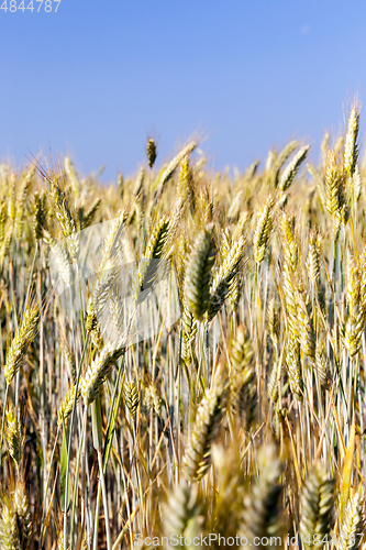 Image of wheat farming field