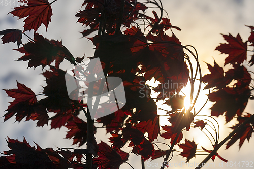 Image of Red maple