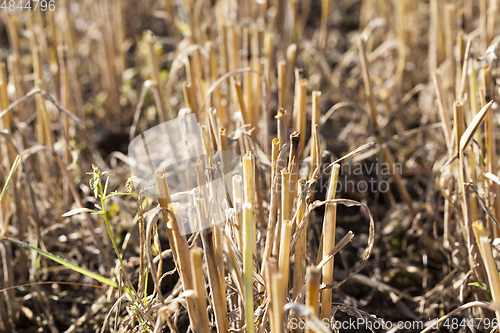 Image of agricultural field