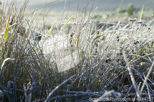 Image of green grass in the frost