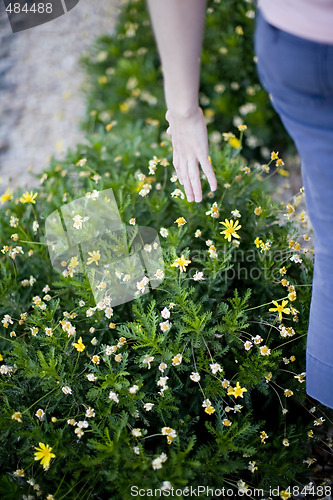 Image of Woman touching plant