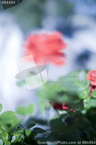 Image of blurred rose