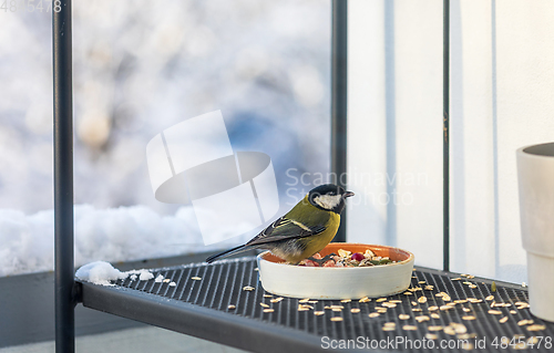 Image of bird feeder with tit