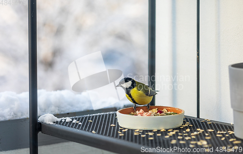 Image of bird feeder with tit