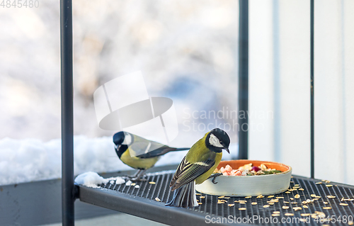 Image of bird feeder with tit