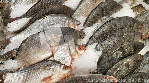 Image of Cooled fish on ice for sale in market