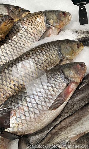 Image of Cooled fish on ice for sale in market