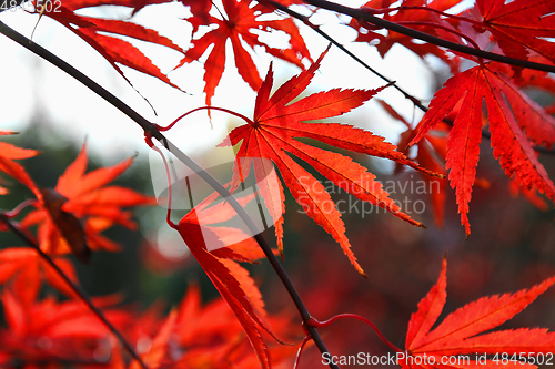 Image of Bright red Japanese maple or Acer palmatum leaves 
