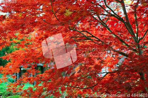 Image of Bright red branches of Japanese maple or Acer palmatum on the au