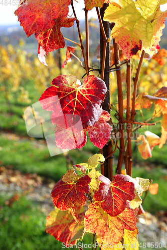 Image of Autumn bright colorful leaves of grape bush