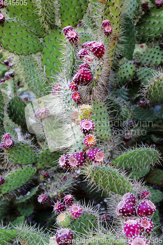 Image of Prickly pear cactus with fruits