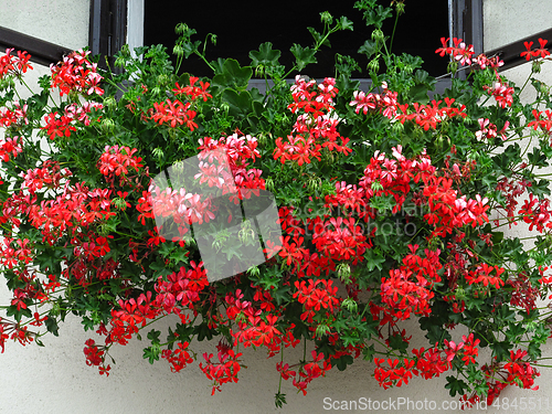 Image of Open window decorated with beautiful geranium flowers 