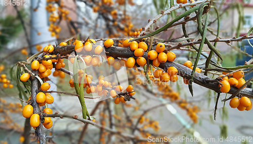 Image of Branch of ripe bright autumn sea buckthorn berries