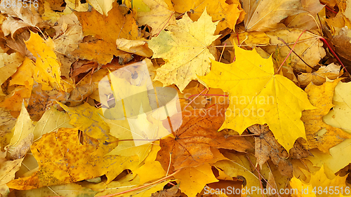 Image of Yellow autumn background from fallen foliage of maple